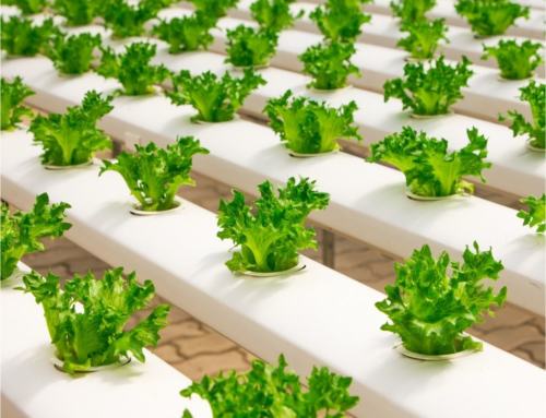 Did you know that by adopting more sustainable agricultural practices, we can preserve the biodiversity and fertility of our soils?