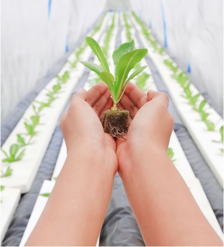 Cornucopia skills training